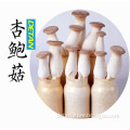 Fresh raw Pleurotus eryngii mushroom Wholesale                        
                                                Quality Choice